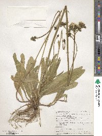 Pilosella caespitosa subsp. caespitosa image