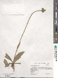 Pilosella caespitosa subsp. caespitosa image