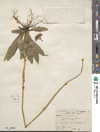 Pilosella caespitosa subsp. caespitosa image