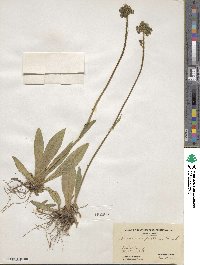 Pilosella caespitosa subsp. caespitosa image