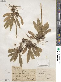 Pilosella caespitosa subsp. caespitosa image