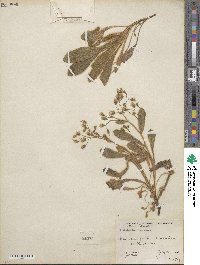 Hieracium horridum image