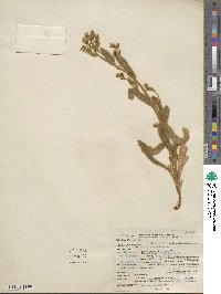 Hieracium horridum image