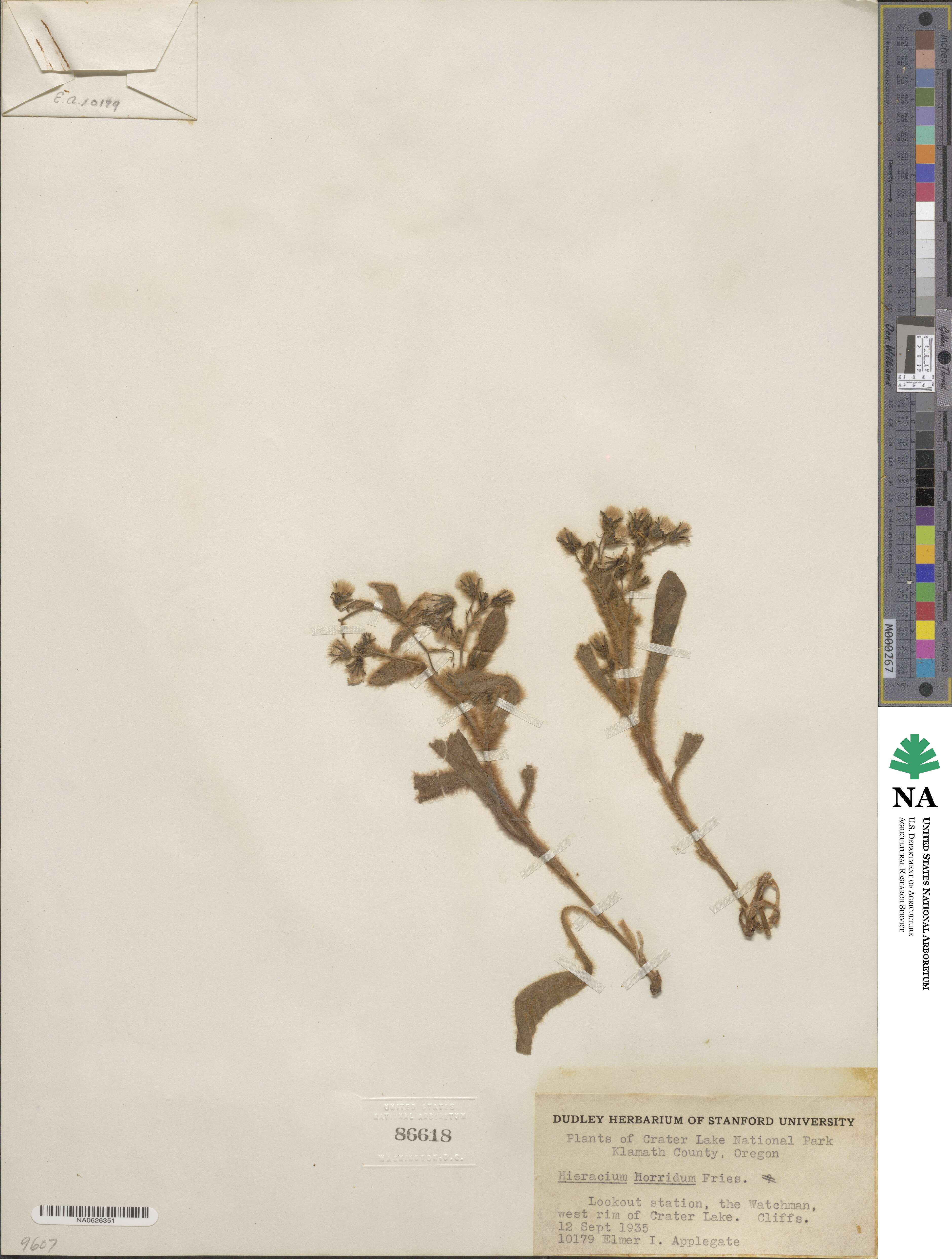 Hieracium horridum image