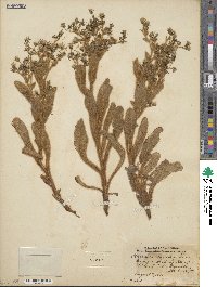 Hieracium horridum image
