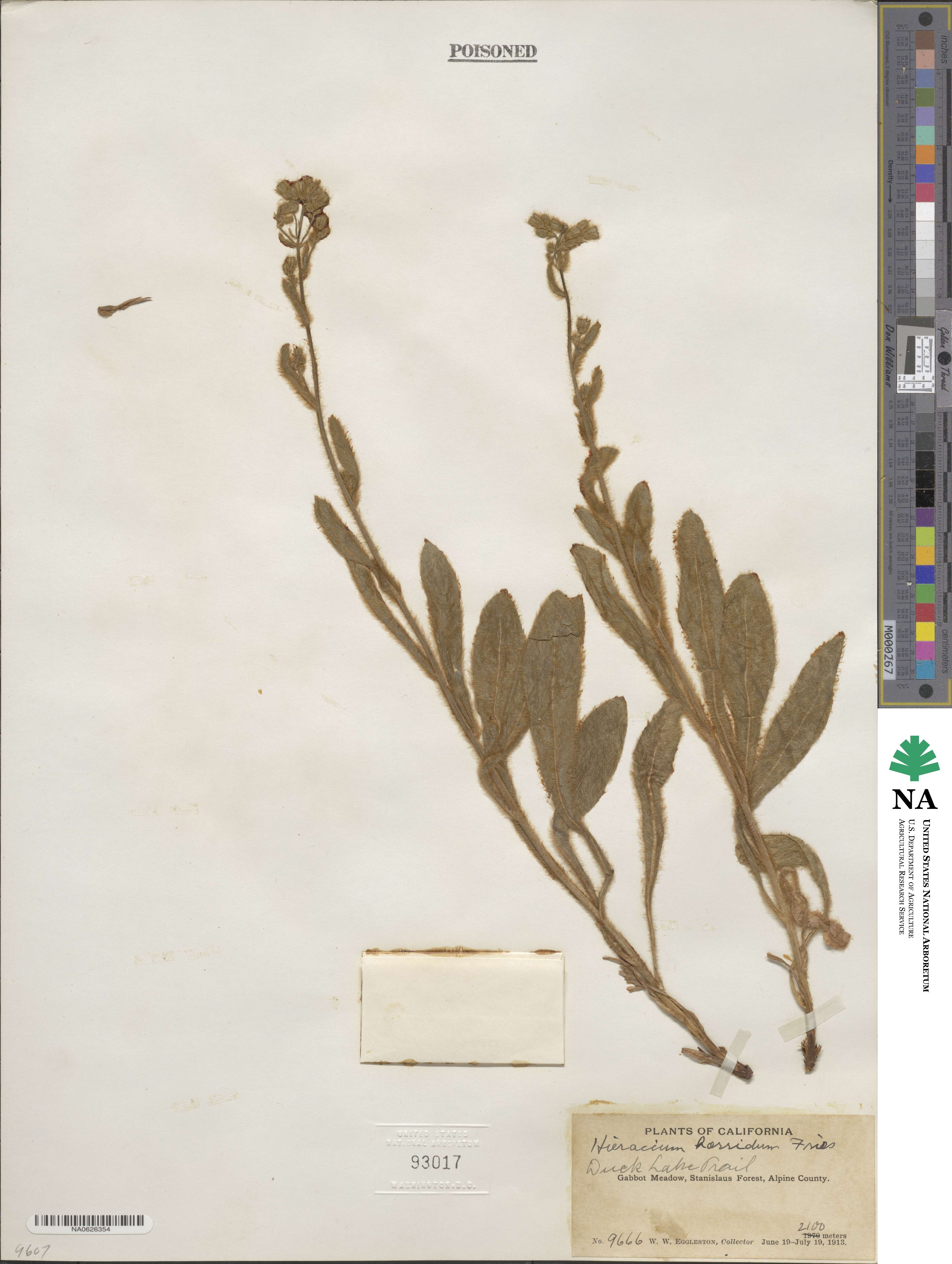 Hieracium horridum image