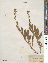 Hieracium horridum image