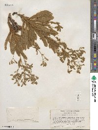 Hieracium horridum image
