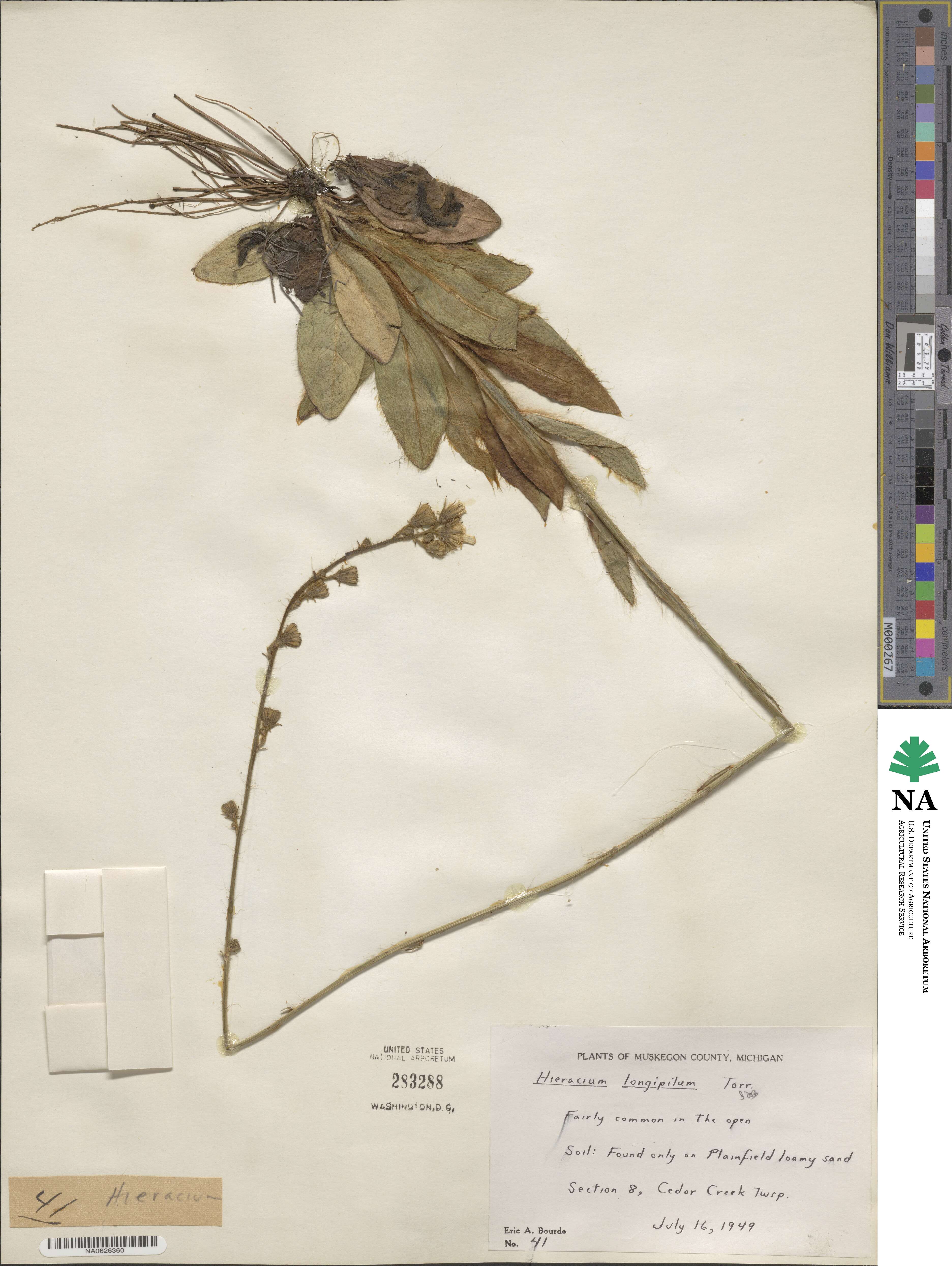 Hieracium longipilum image