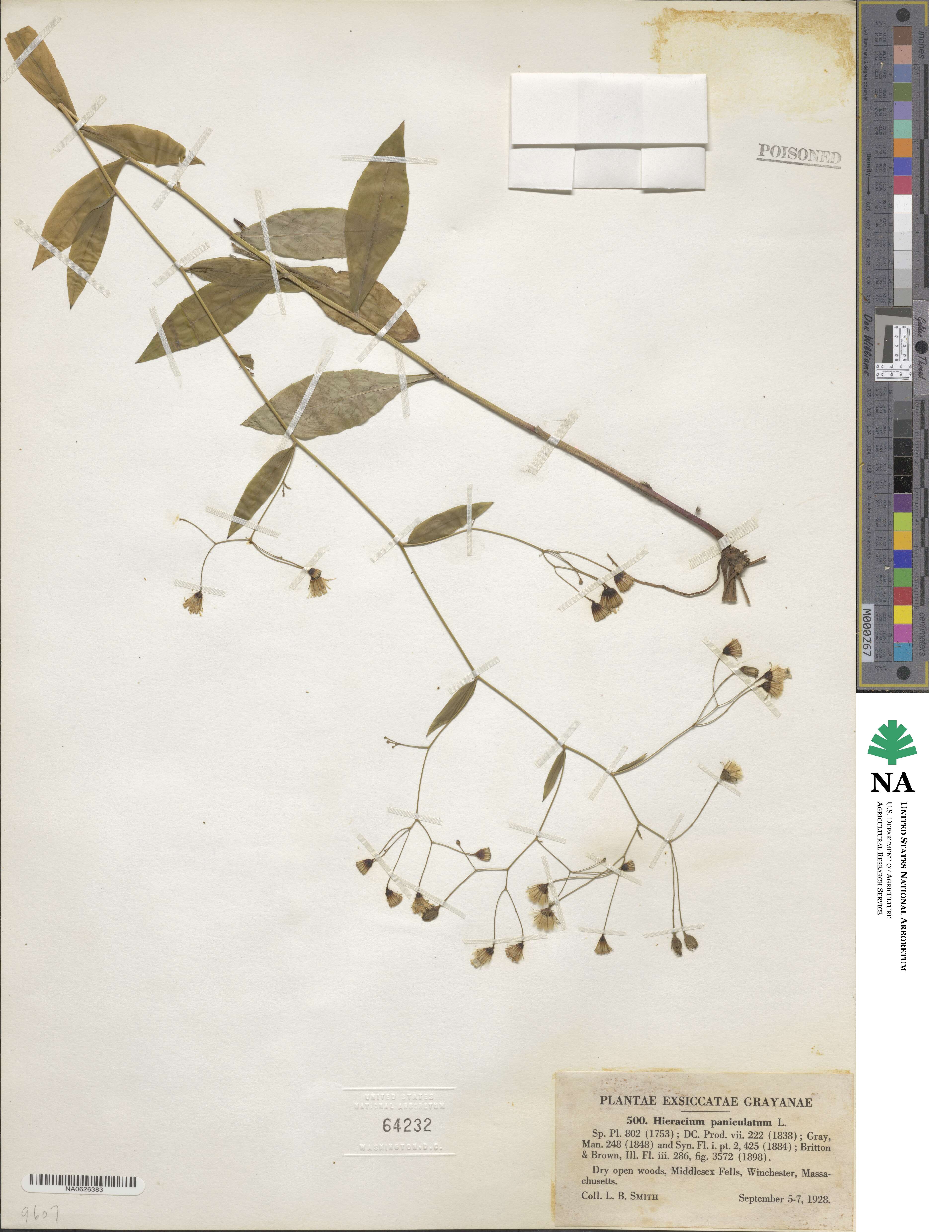 Hieracium paniculatum image