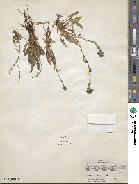 Hieracium froelichianum subsp. froelichianum image