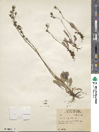 Hieracium froelichianum subsp. froelichianum image