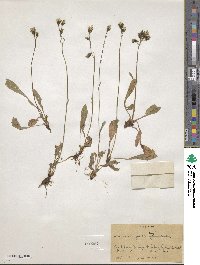 Hieracium froelichianum subsp. froelichianum image