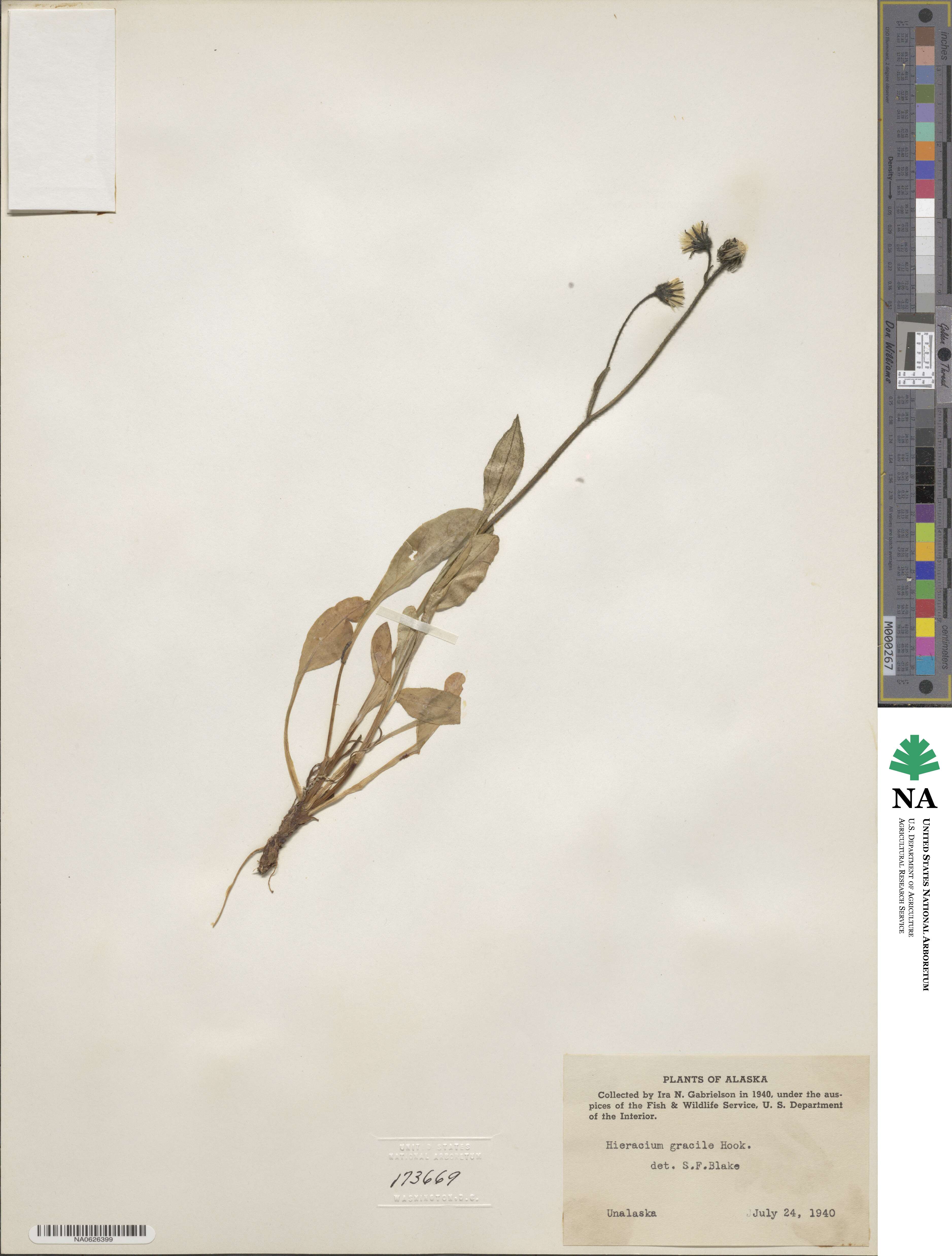 Hieracium froelichianum image