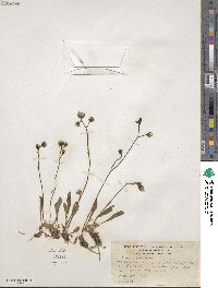 Hieracium froelichianum subsp. froelichianum image