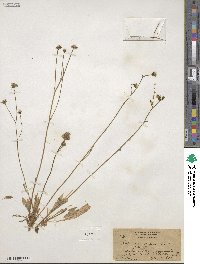 Hieracium froelichianum subsp. froelichianum image