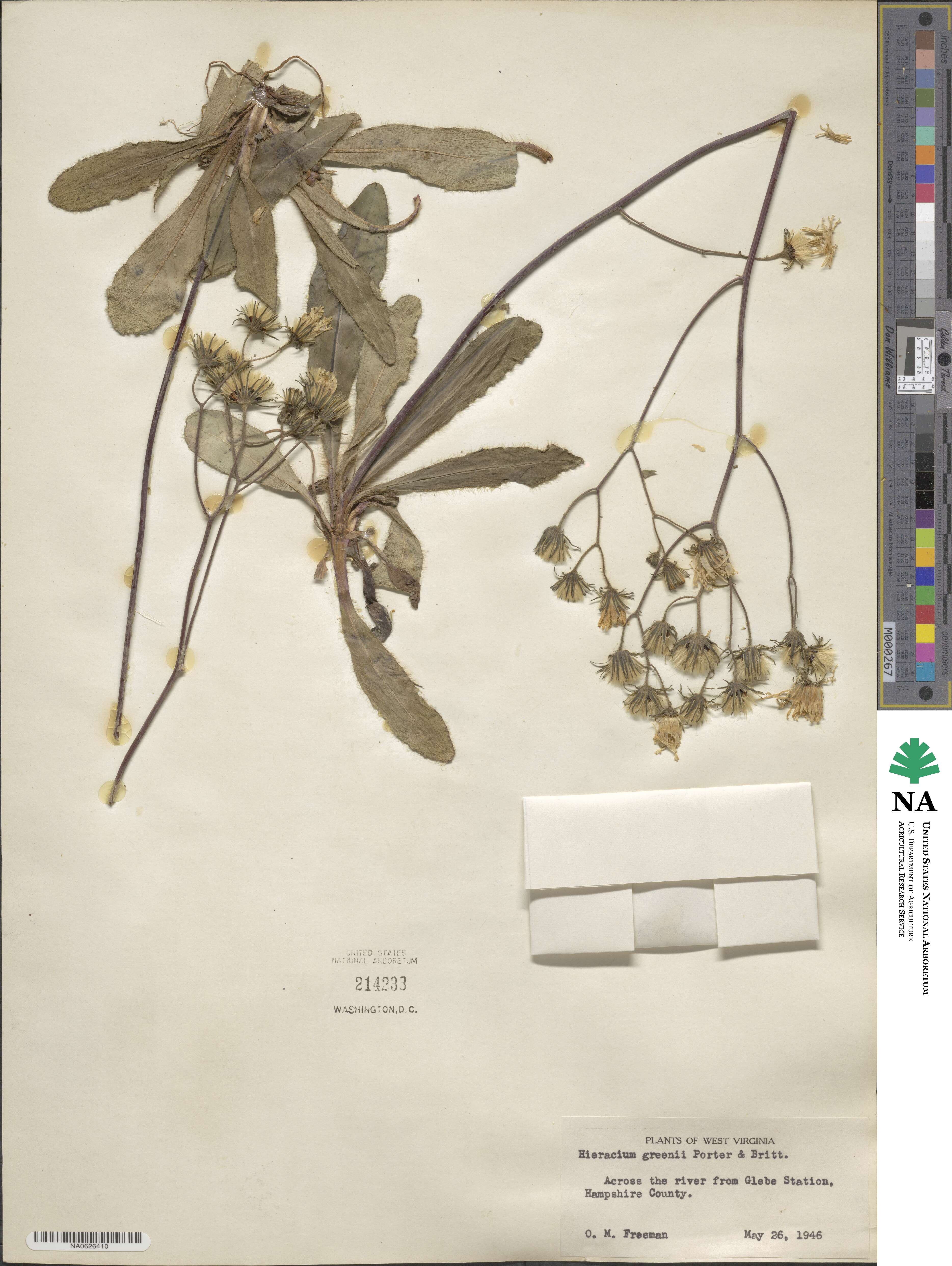Hieracium greenei image