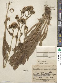 Hieracium griseum image