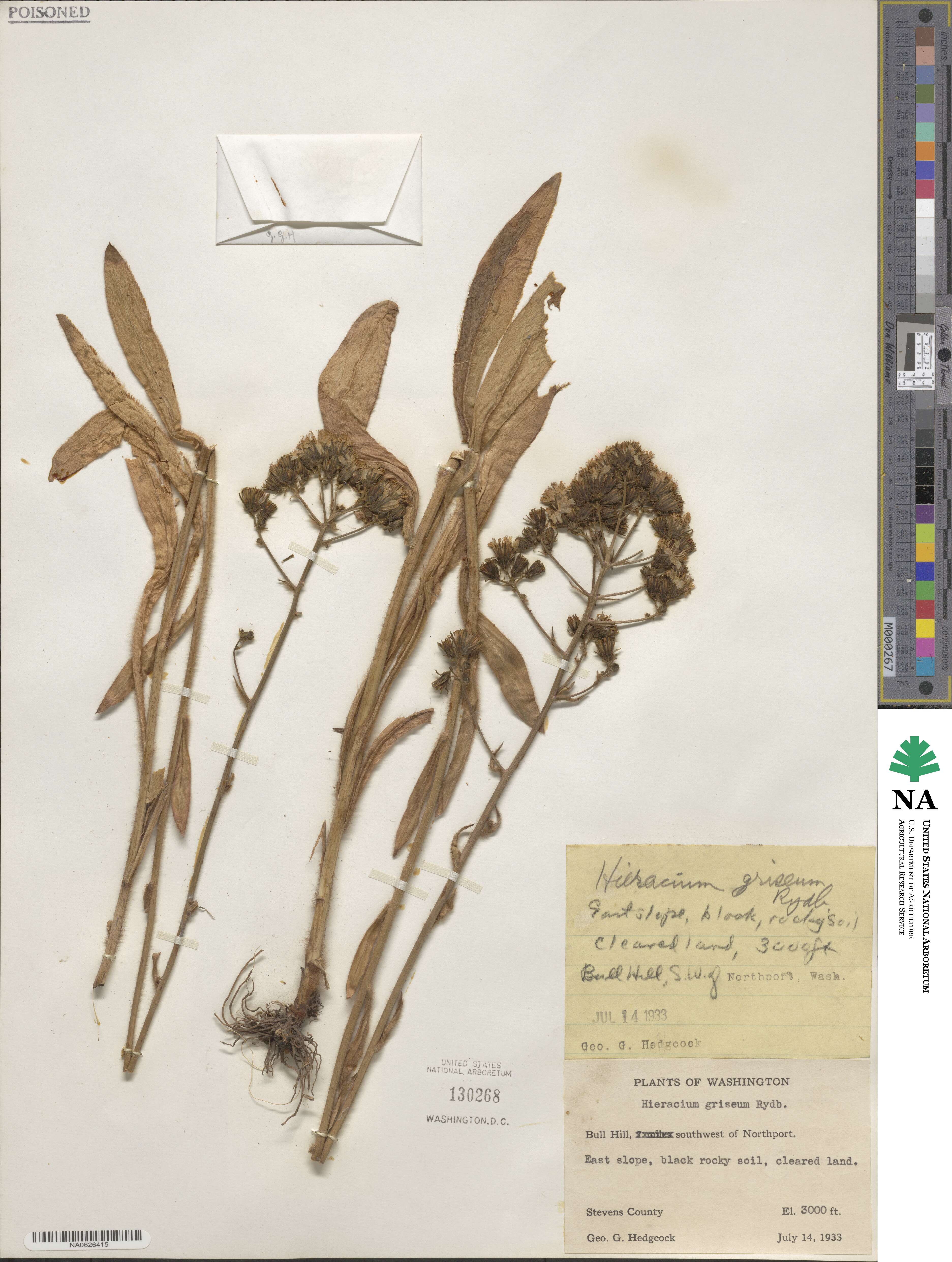 Hieracium griseum image