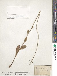 Hieracium gronovii image