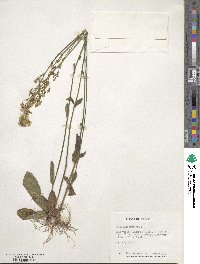 Hieracium gronovii image