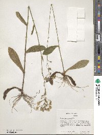 Hieracium gronovii image