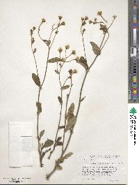 Hieracium gronovii image