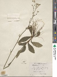 Hieracium gronovii image