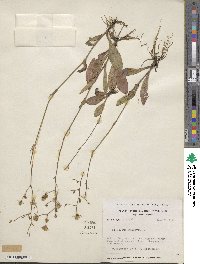 Hieracium gronovii image