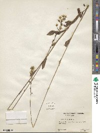 Hieracium gronovii image