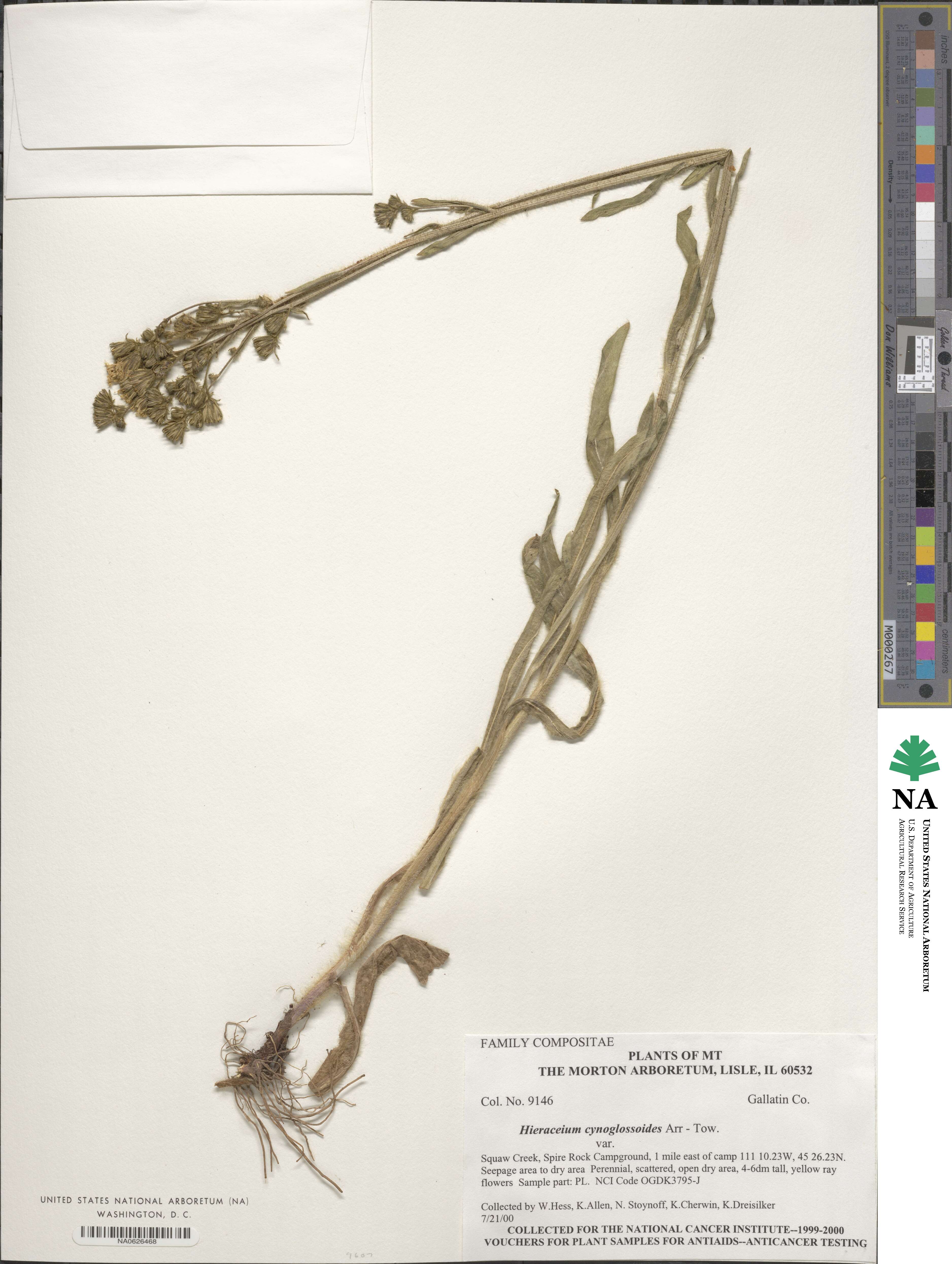 Hieracium scouleri image