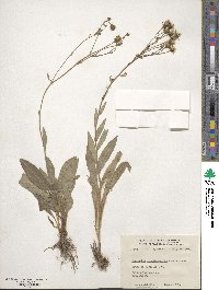 Hieracium scouleri image