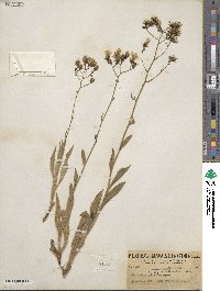 Hieracium scouleri image