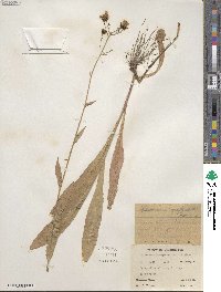 Hieracium scouleri image