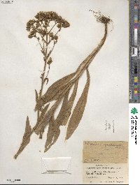 Hieracium scouleri image