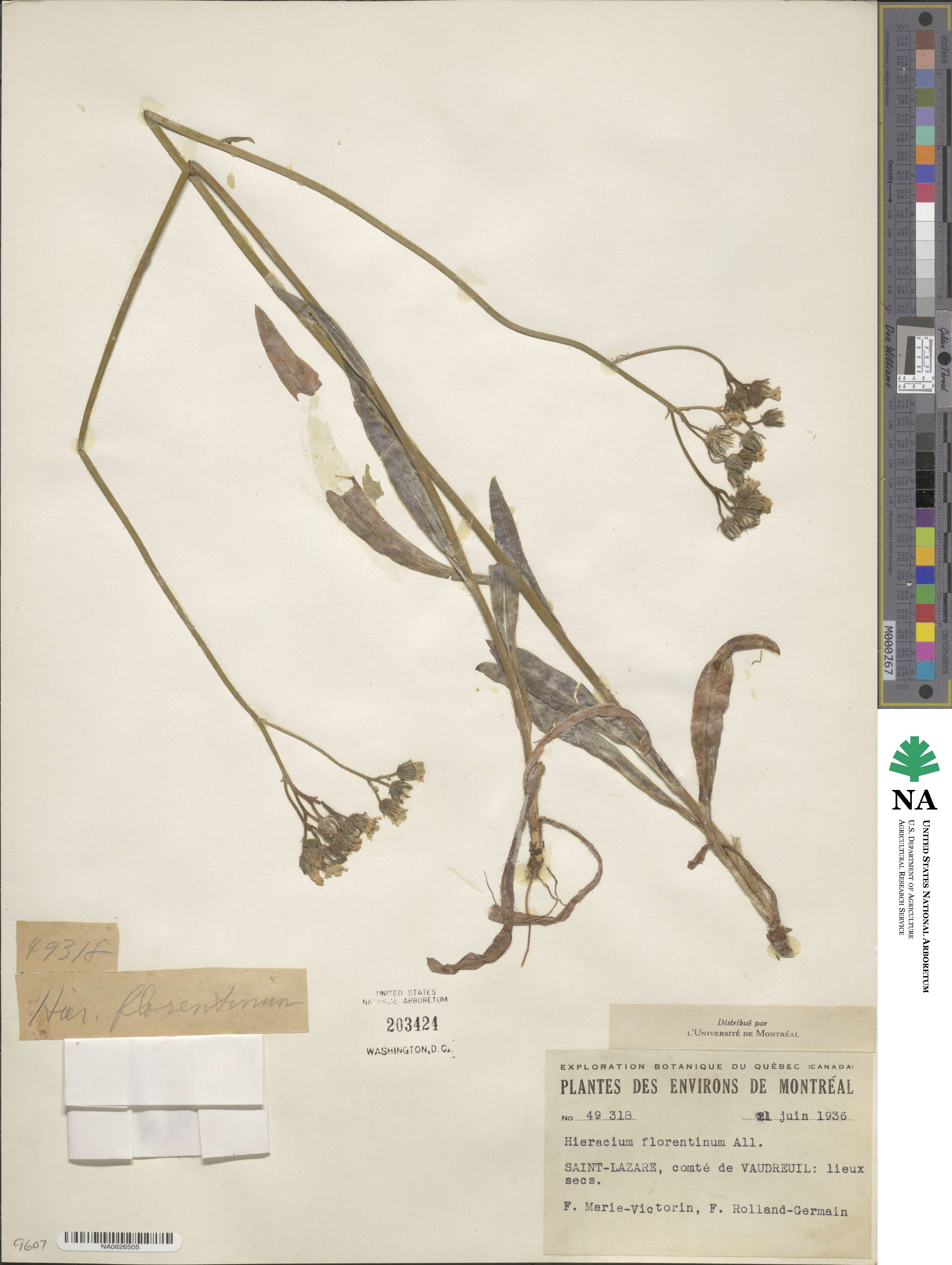Pilosella piloselloides subsp. piloselloides image
