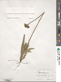 Pilosella floribunda image