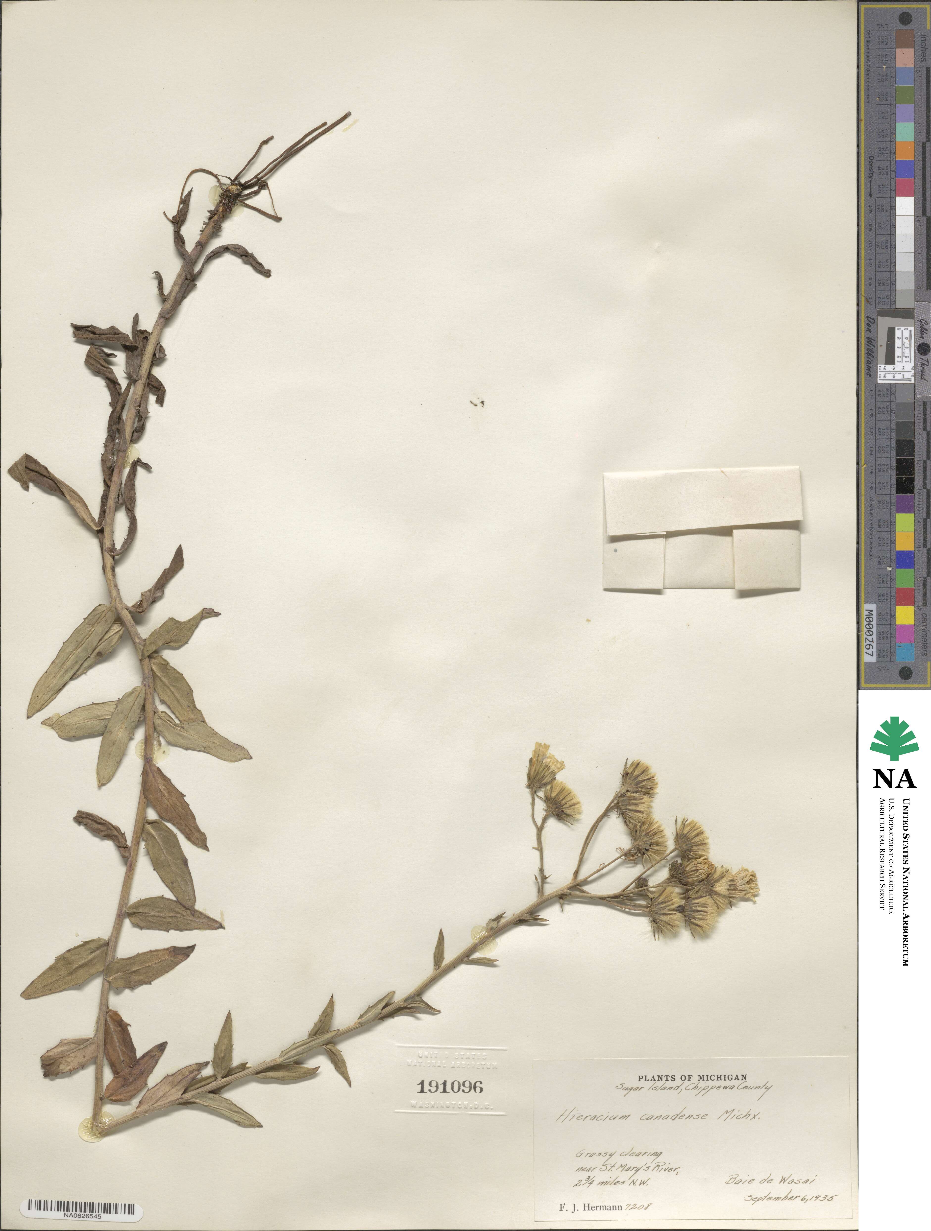 Hieracium image