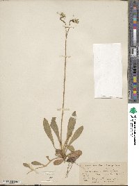 Hieracium cernuum image