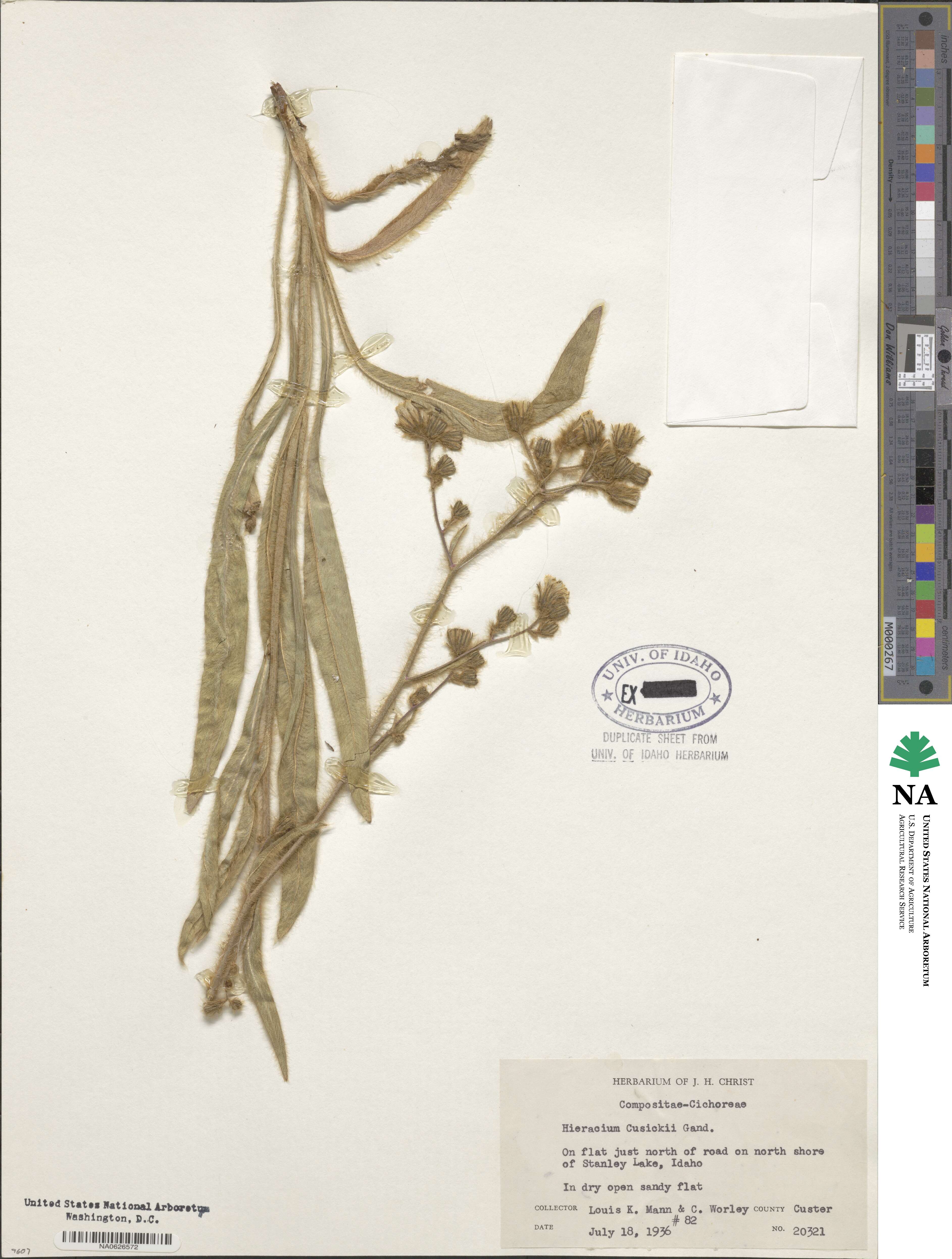 Hieracium scouleri image
