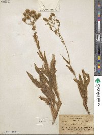 Hieracium scouleri image