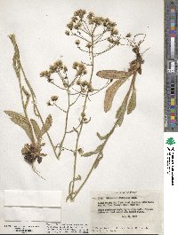 Hieracium albiflorum image