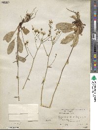 Hieracium albiflorum image