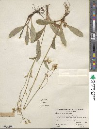 Hieracium albiflorum image