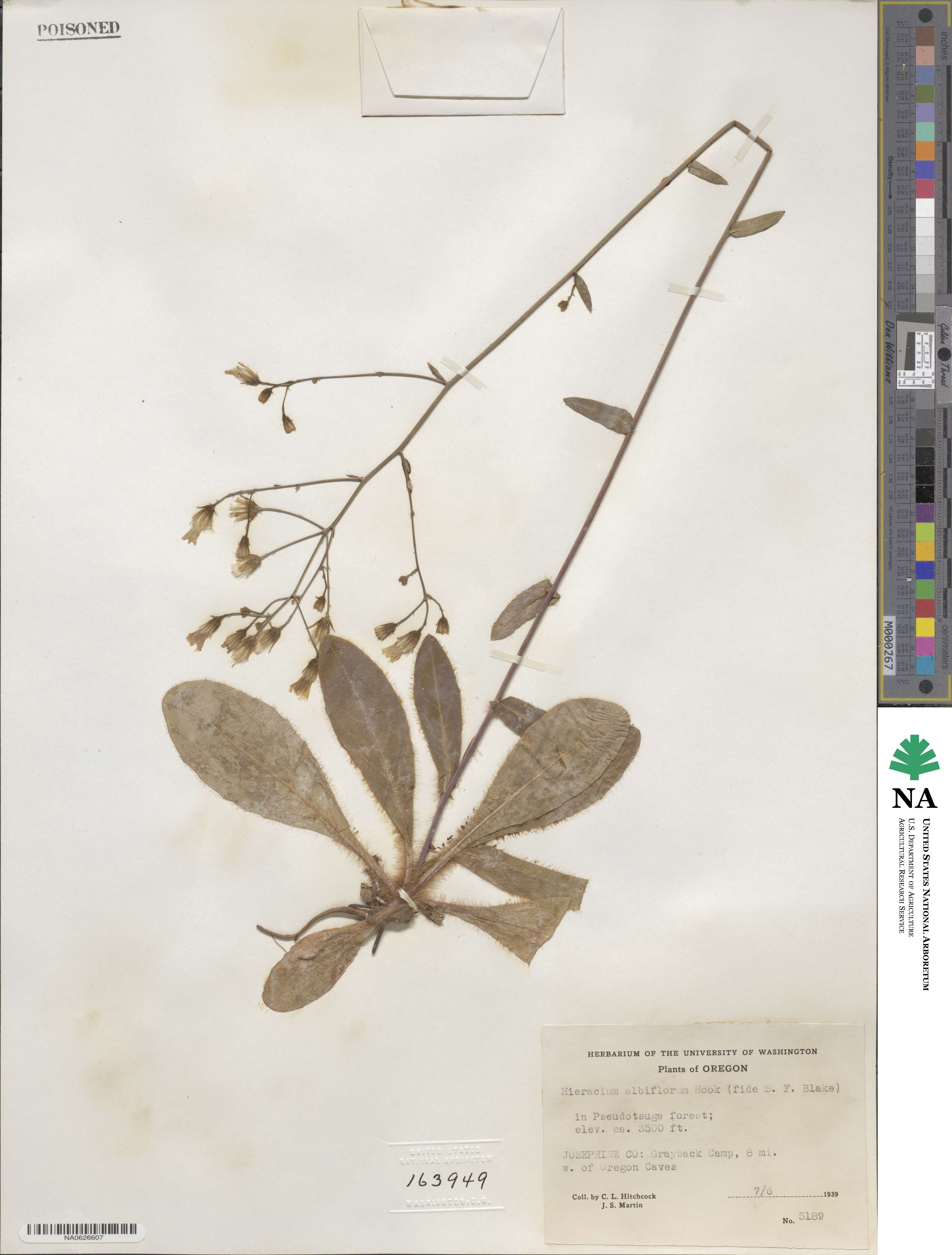 Hieracium albiflorum image