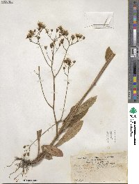 Hieracium albiflorum image