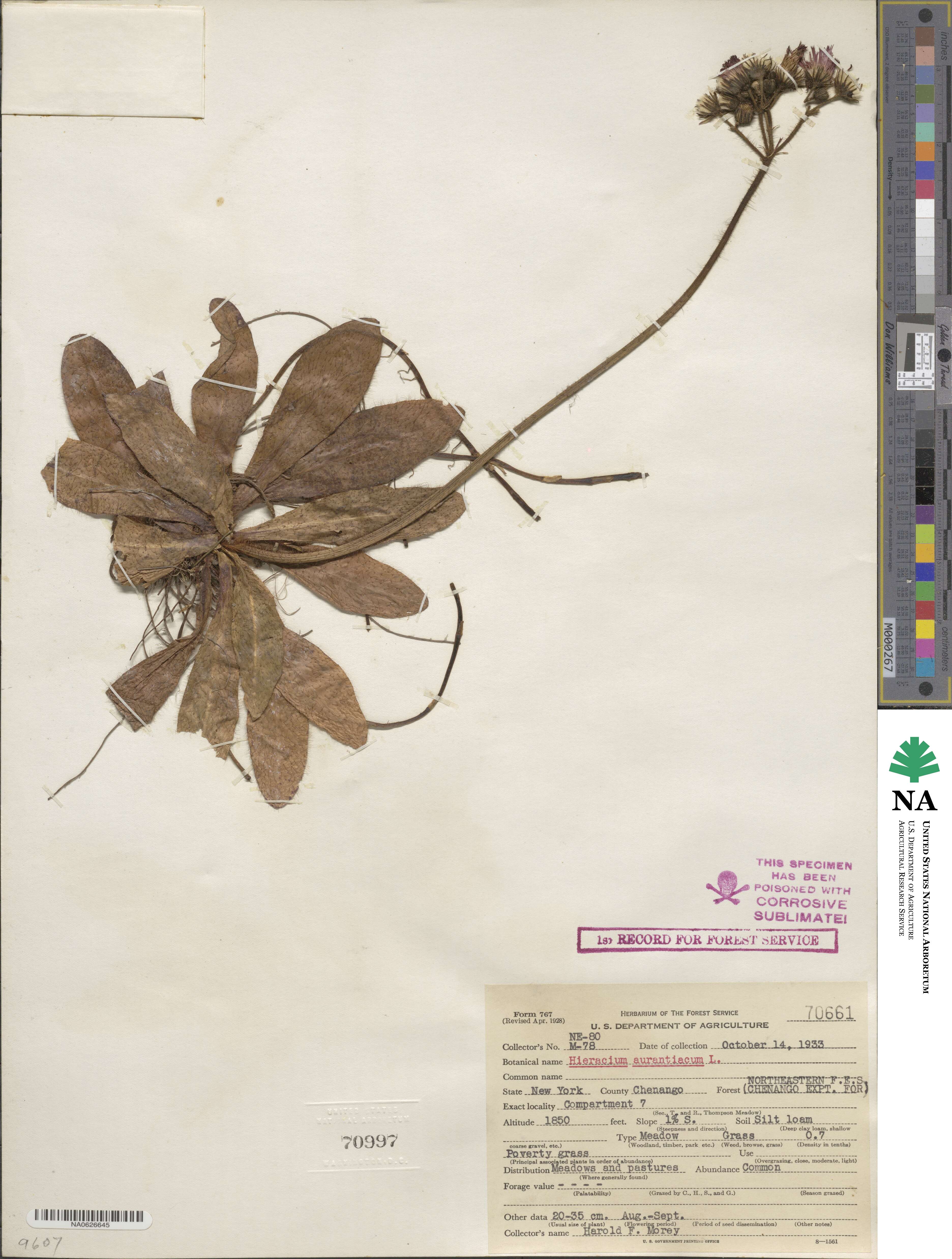 Pilosella aurantiaca subsp. aurantiaca image