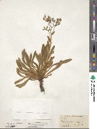 Hieracium horridum image