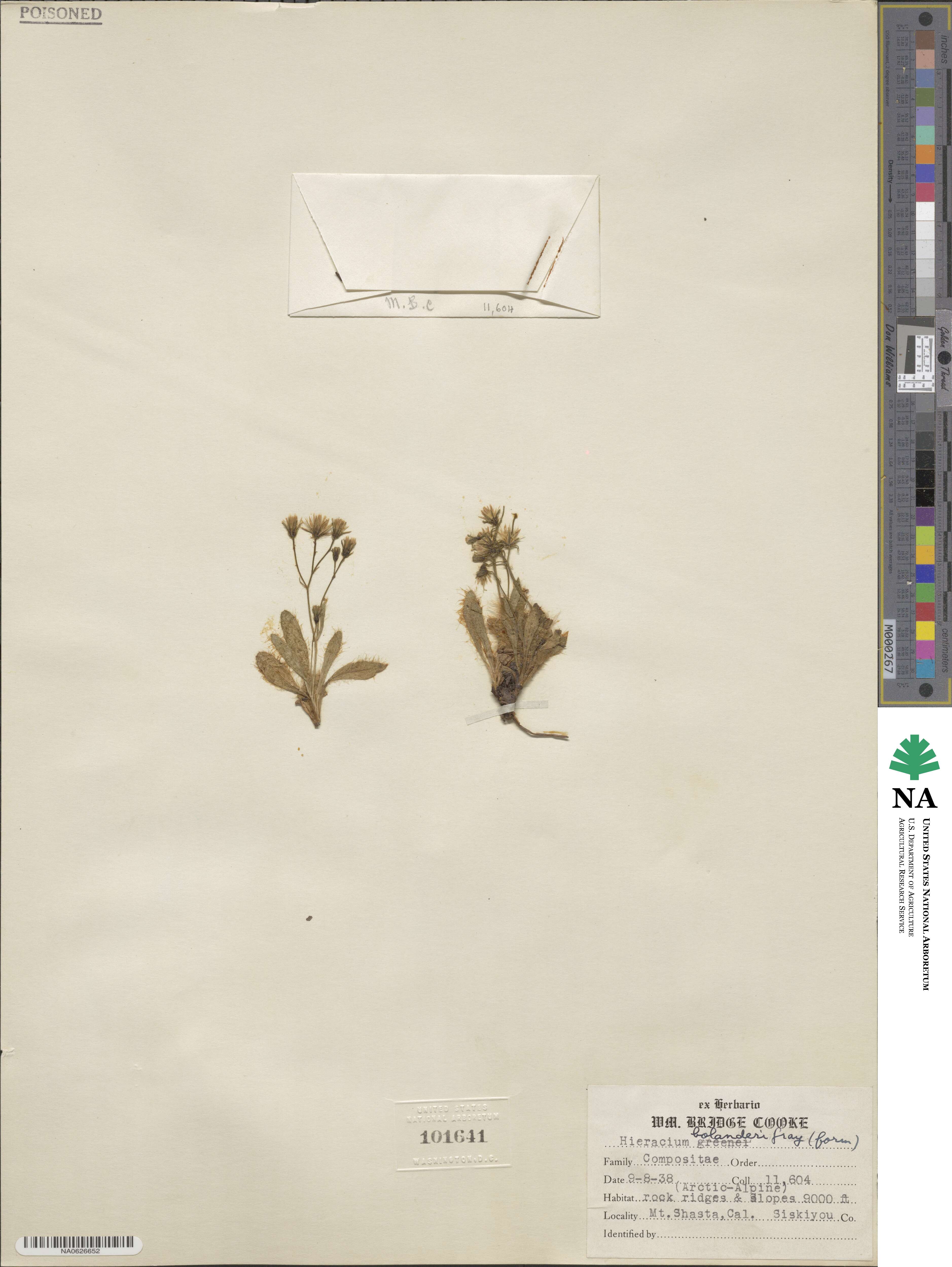 Hieracium bolanderi image