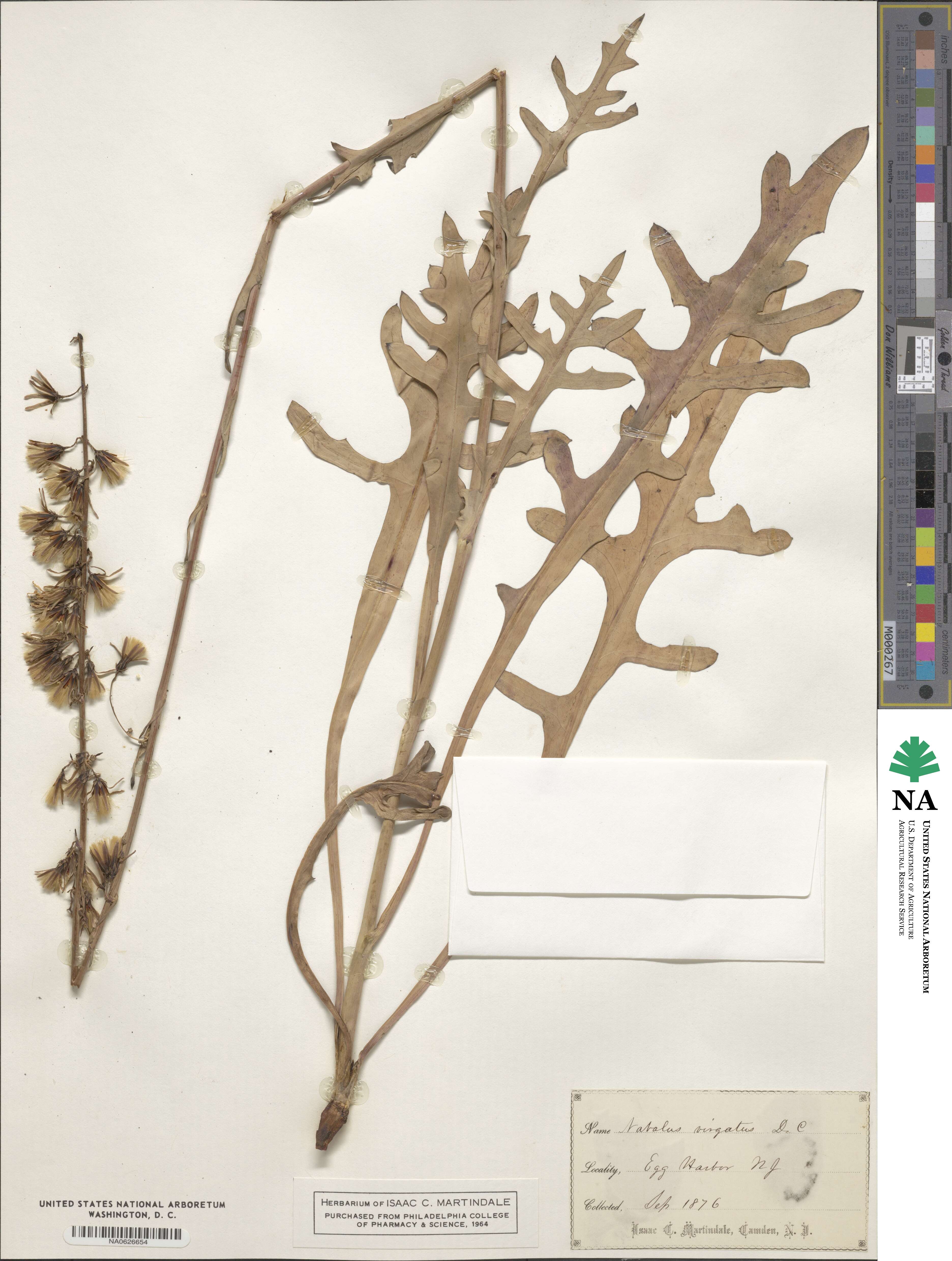 Nabalus autumnalis image